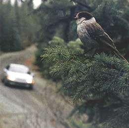Bird on tree with SVX in background
